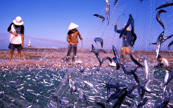 Những mẻ cá cơm tươi để làm nước mắm