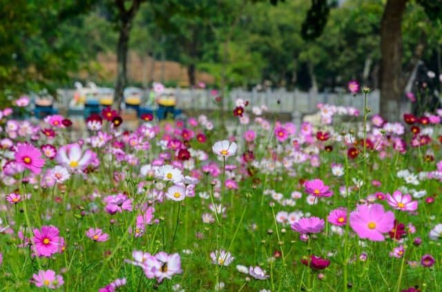 ruộng bậc thang hà nội