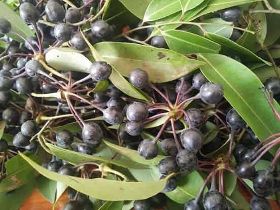 vườn quốc gia lò gò xa mát vườn quốc gia lò gò xa mát