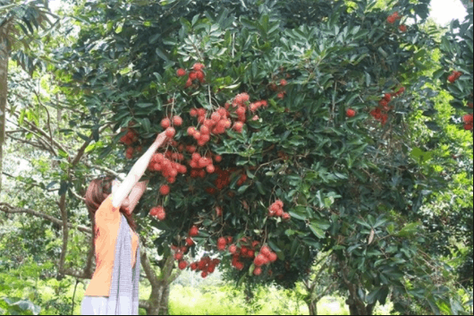 vườn cây trái gần sài gòn vườn cây trái gần sài gòn