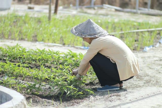 Thực phẩm ở đây hầu hết đều được tự hái trồng nên đảm bảo an toàn lành mạnh. (Ảnh: ST)