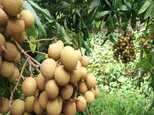 Khu du lịch sinh thái Lái Thiêu Đà Nẵng (Ảnh: ST)