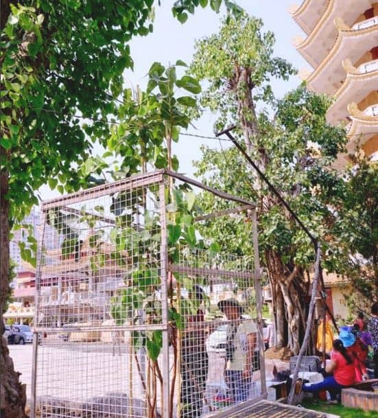 pháp viện minh đăng quang pháp viện minh đăng quang