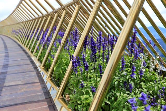 Những bông hoa Nữ hoàng Xanh xinh đẹp dọc theo lối đi (Ảnh ST)