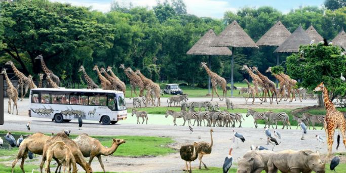 Vinpearl Safari Phú Quốc Vinpearl Safari Phú Quốc