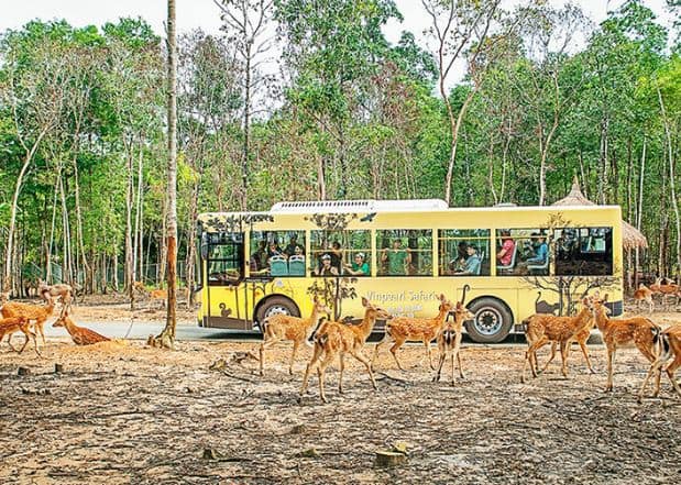 khu vực Safari Vườn thú Vinpearl Phú Quốc khu vực Safari Vườn thú Vinpearl Phú Quốc