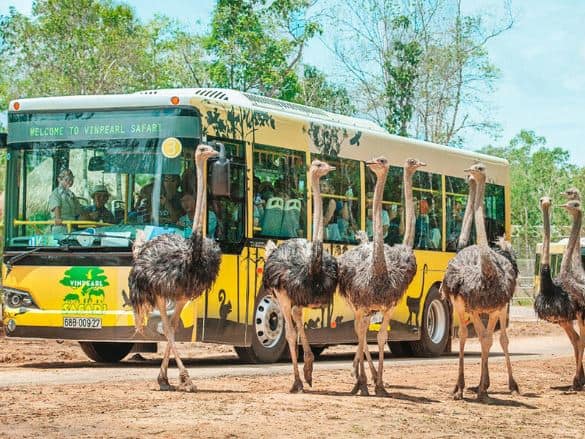 khu Safari Vinpearl Safari Phú Quốc khu Safari Vinpearl Safari Phú Quốc