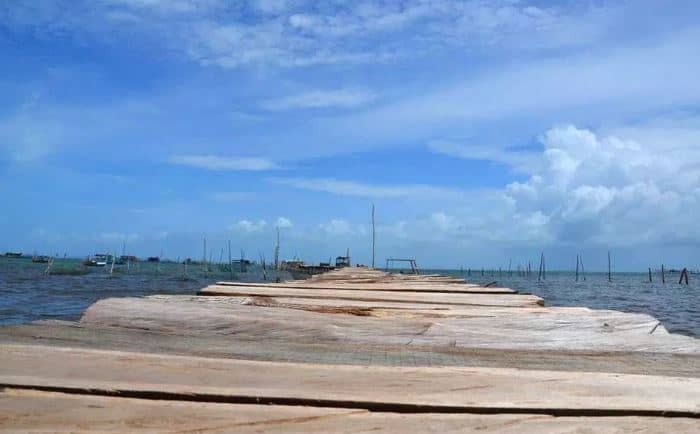 cầu gỗ ra nhà bè Rạch Vẹm cầu gỗ ra nhà bè Rạch Vẹm