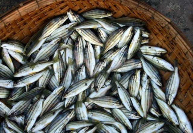 Có rất nhiều các loại cá ngon (Ảnh: ST)