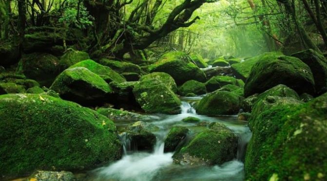 đảo Yakushima