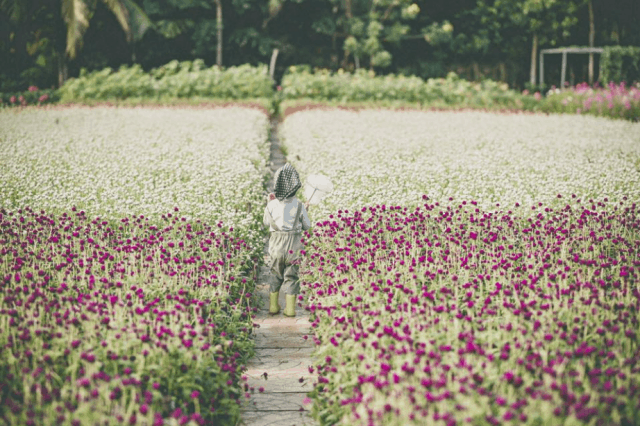Vườn hoa những ngày đầu còn vắng khách tham quan (ảnh ST) Vườn hoa những ngày đầu còn vắng khách tham quan (ảnh ST)