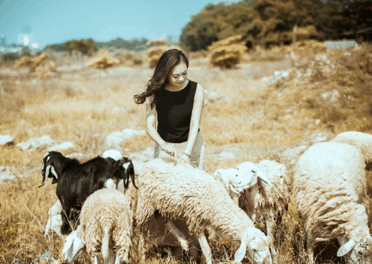 Nắng càng lên cao, đồng cừu càng lung linh trong ánh vàng! (ảnh ST) Nắng càng lên cao, đồng cừu càng lung linh trong ánh vàng! (ảnh ST)