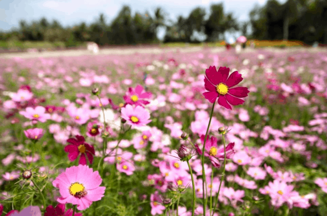 Hoa cosmos - một trong những giống hoa đầu tiên được trồng tại Mãn Đình Hồng (ảnh ST) Hoa cosmos - một trong những giống hoa đầu tiên được trồng tại Mãn Đình Hồng (ảnh ST)