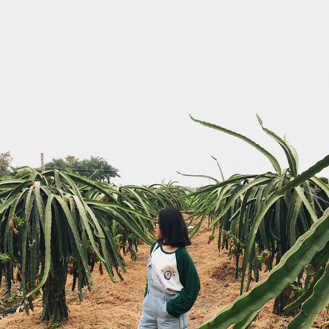 vườn thanh long bình thuận