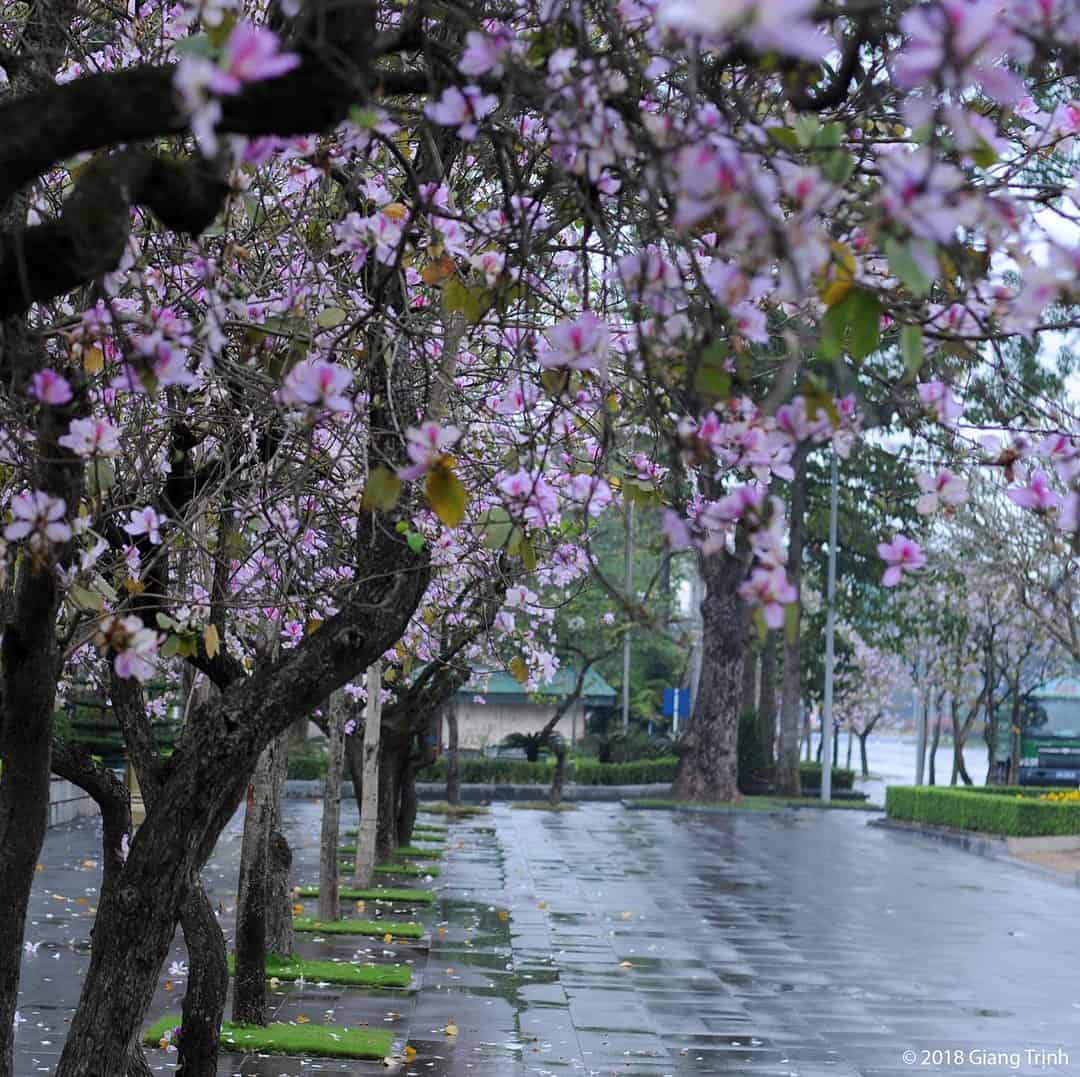 hoa ban hà nội