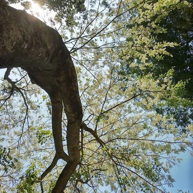 hoa sưa hà nội