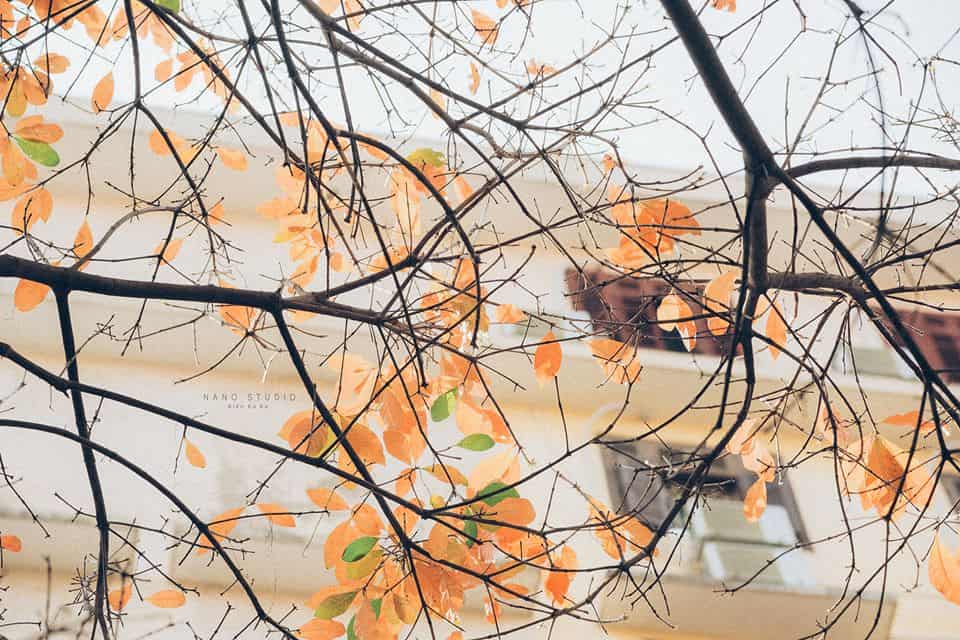 hà nội mùa thay lá