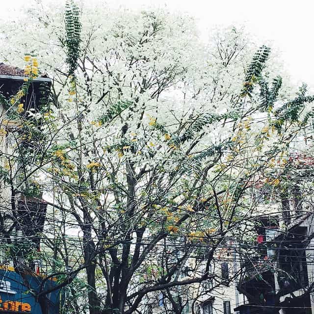 hoa sưa hà nội