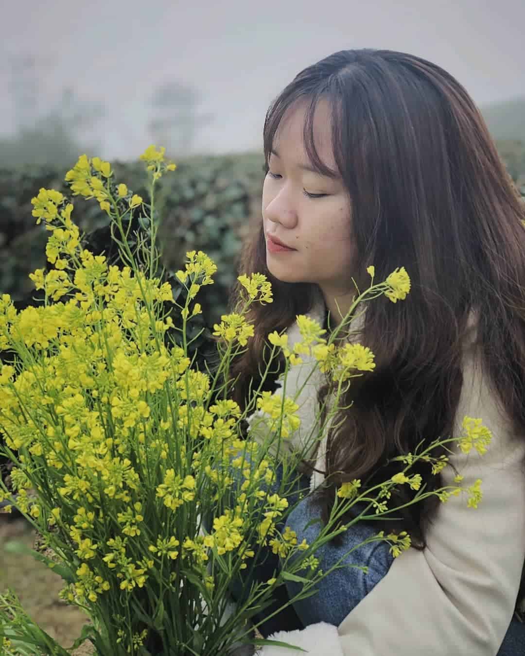 Hoa cải Đà Lạt