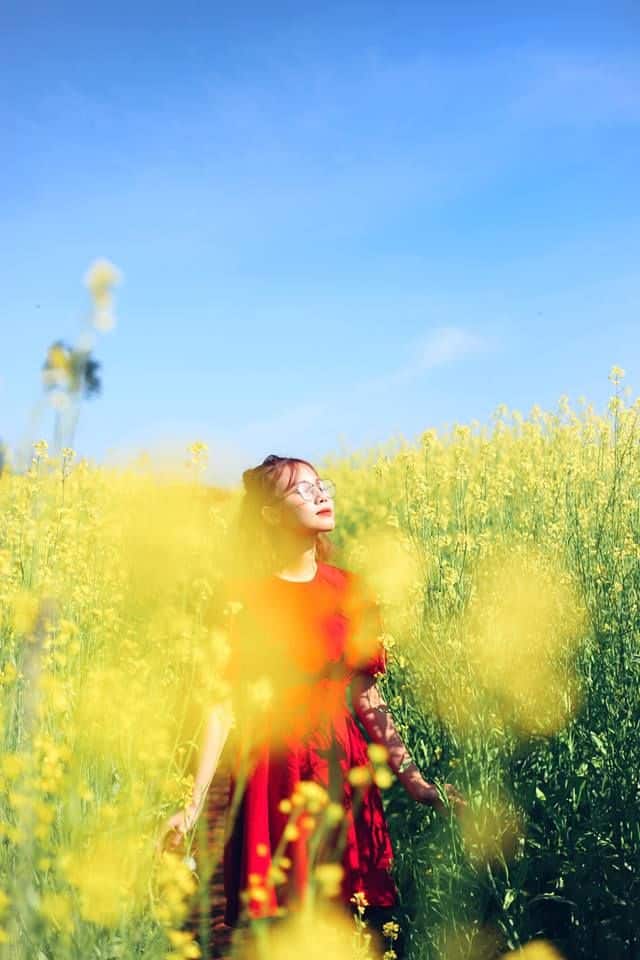 Hao cải Đà Lạt