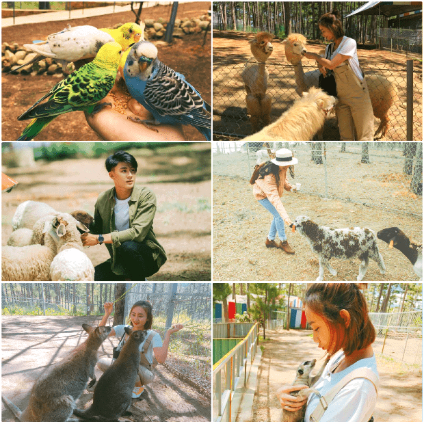 Vườn sở thú Zoodoo.