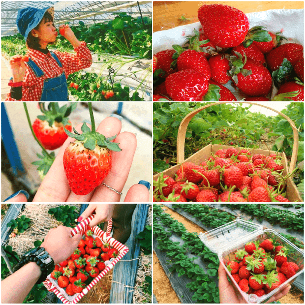 Dâu tây chín mộng - Đặc sản Đà Lạt.