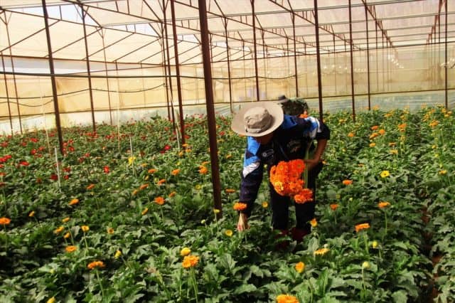 Lễ hội Hoa Đà Lạt còn để tôn vinh những người nông dân trồng hoa cần cù