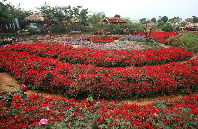 Cảnh sắc tuyệt đẹp ở thung lũng hoa hồng Sa Pa