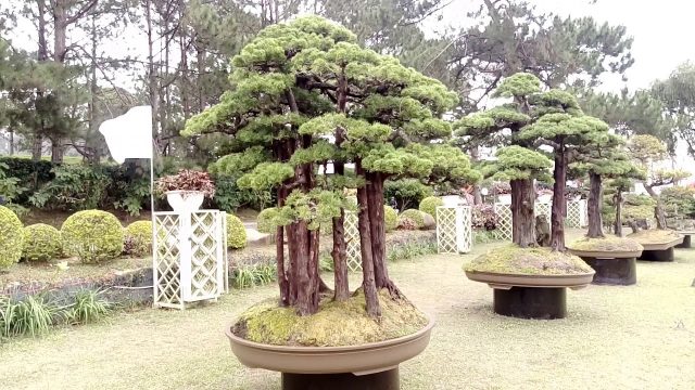 Triển lãm hoa và cây cảnh quốc tế 2019