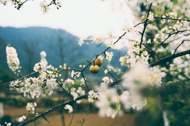 Màu trắng tinh khôi của hoa mận trải dài khắp các triền đồi Sapa Màu trắng tinh khôi của hoa mận trải dài khắp các triền đồi Sapa