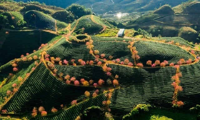 Ruộng bậc thang xanh mướt mạ non quấn chân người lữ khách Ruộng bậc thang xanh mướt mạ non quấn chân người lữ khách