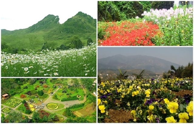 Vườn hoa Hàm Rồng Sapa, một Đà Lạt thu nhỏ Vườn hoa Hàm Rồng Sapa, một Đà Lạt thu nhỏ