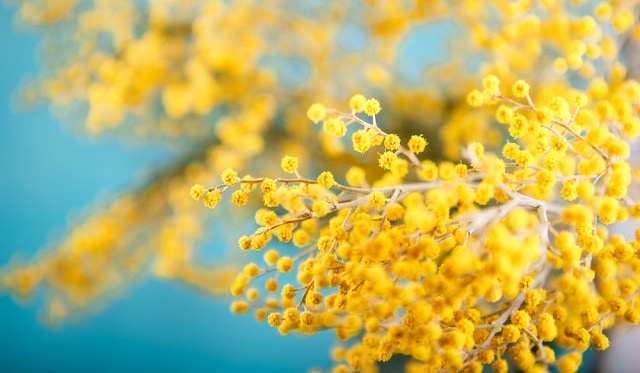 Mimosa tượng trưng cho vẻ đẹp thanh khiết nhưng không kém phần kiêu sa Mimosa tượng trưng cho vẻ đẹp thanh khiết nhưng không kém phần kiêu sa