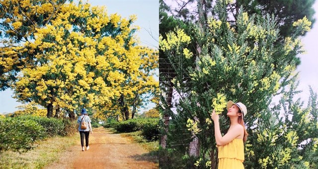 Hàng ngàn du khách tìm đến Đà Lạt để check in vào mùa Xuân Hàng ngàn du khách tìm đến Đà Lạt để check in vào mùa Xuân