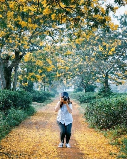 Hoa Mimosa Đà Lạt là cảm hứng của nhiều nhà chụp ảnh Hoa Mimosa Đà Lạt là cảm hứng của nhiều nhà chụp ảnh