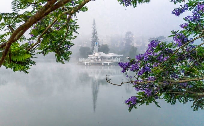 Ngắm phượng tím tại hồ Xuân Hương vào sáng sớm đầy sương