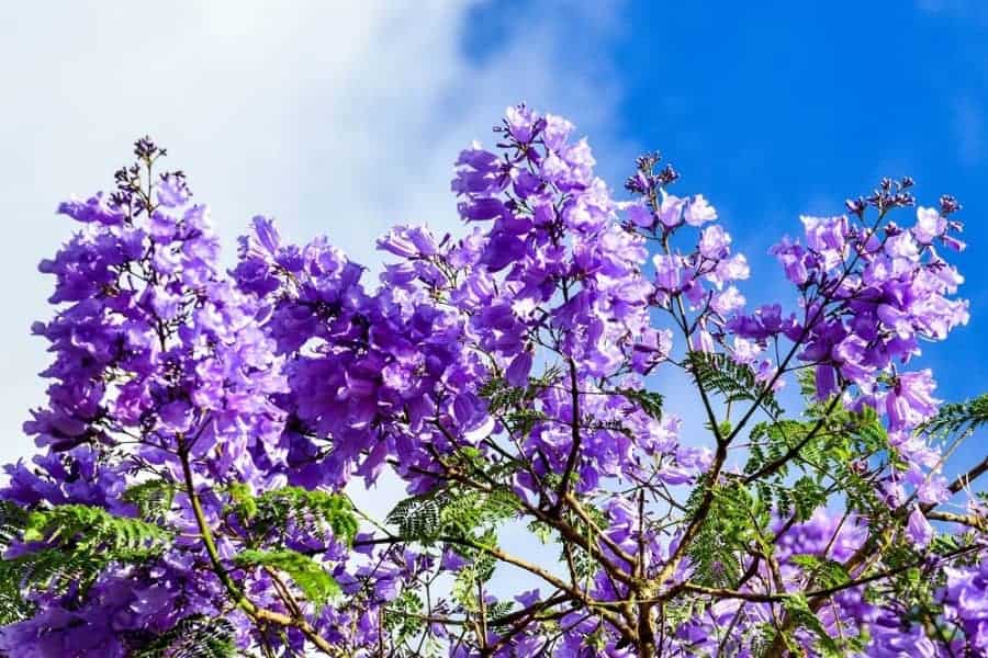 Chỉ cần ngắm màu hoa phượng cảm giác tâm trạng nhẹ nhàng vô cùng