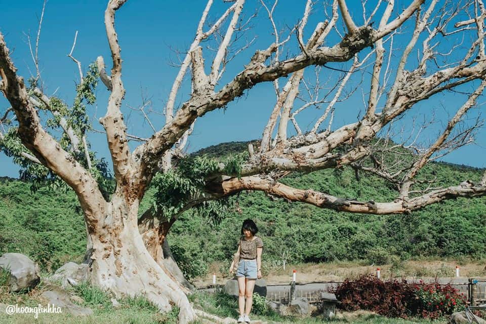 Cây sung cổ thụ đã hơn 100 năm tuổi. Hình: Hoàng Linh Hà