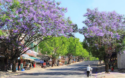 Ngắm hoa phượng giữa lòng thành phố