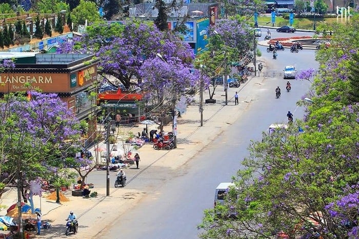 Phượng tím gắn liền với cuộc sống người dân Đà Lạt